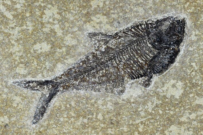 Fossil Fish (Diplomystus) - Green River Formation #115579